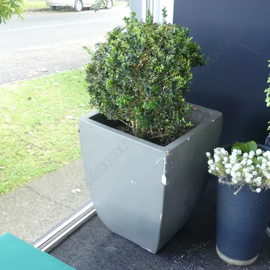 PR TOPIARY BALLS IN GREY PAINTED TERRACOTTA POTS H.1000mm