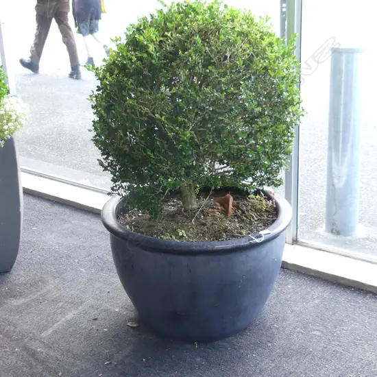 LARGE BOXUS TOPIARY BALL IN BLACK CERAMIC POT H.1110mm