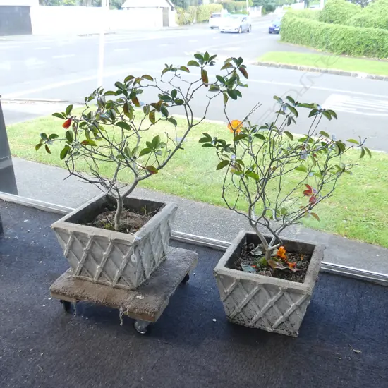 PR CONCRETE GARDEN PLANTERS  440x440x300mm w. VIREYA RHODODENDRONS H.900mm