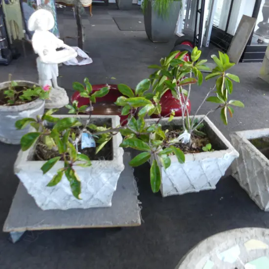 PR CONCRETE GARDEN PLANTERS  440x440x300mm w. VIREYA RHODODENDRONS H.800mm