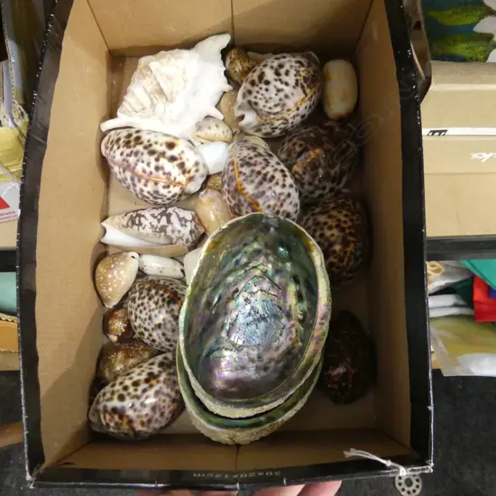BOX ASST SHELLS INCL PAUA 