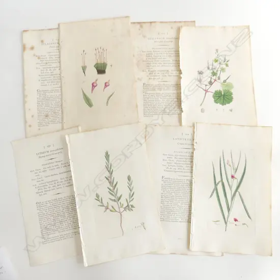 4 HAND COLOURED BOOK PLATE ENGRAVINGS - ENGLISH BOTANY JAMES SOWERBY 1795 + 4 TEXT PAGES