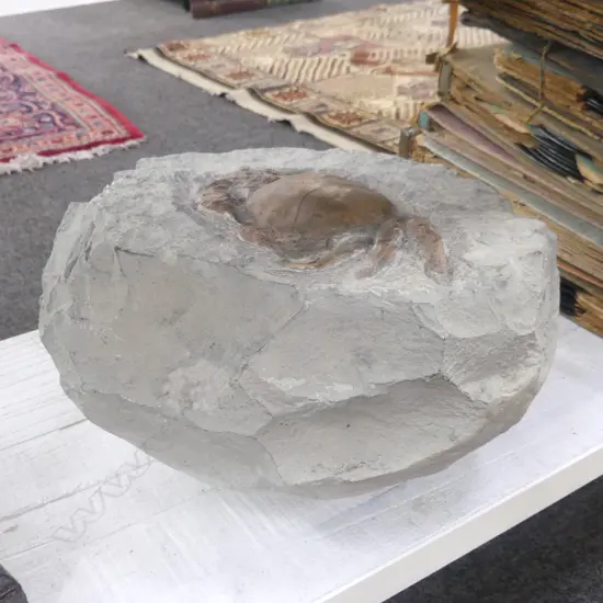 FOSSIL w. CRAB W.360mm