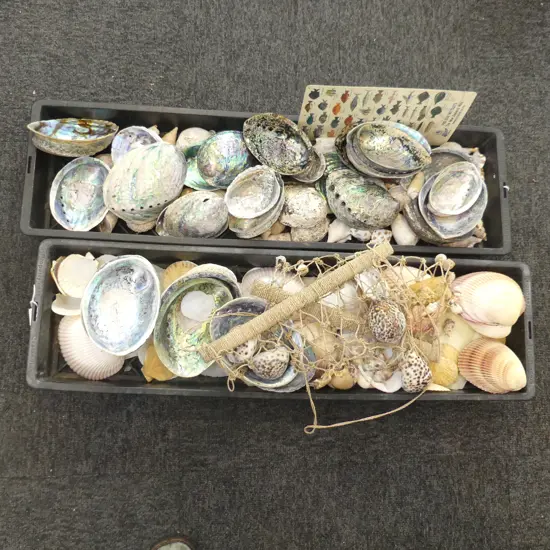 2 TRAYS ASST. SHELLS; PAUA, SCALLOPS ETC