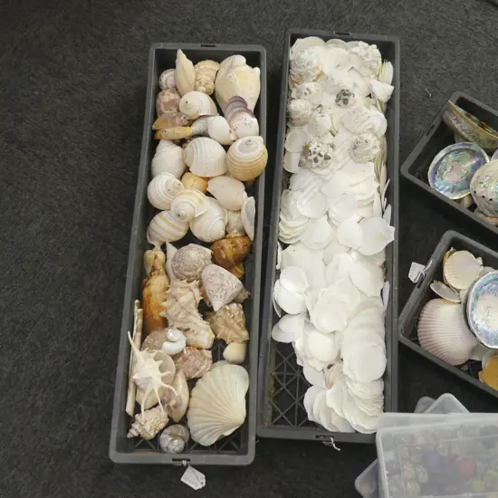 2 TRAYS ASST. SHELLS; SCALLOPS ETC