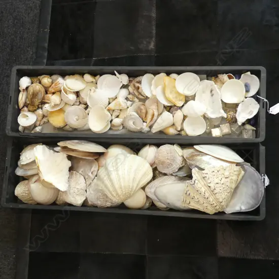 2 TRAYS ASST. SHELLS; SCALLOPS ETC