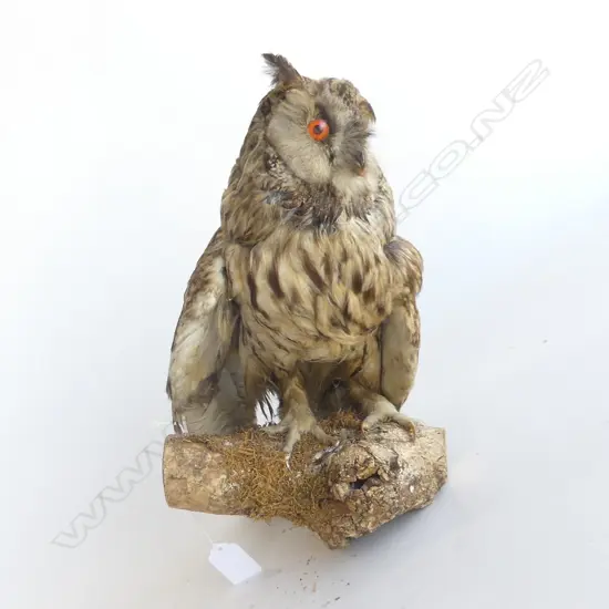NORTH AMERICAN TAXIDERMIED LONG EARED OWL