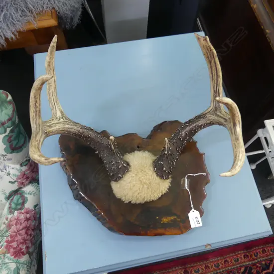 MOUNTED ANTLERS ON EXOTIC POLISHED GNARLED WOOD SLAB W.400mm