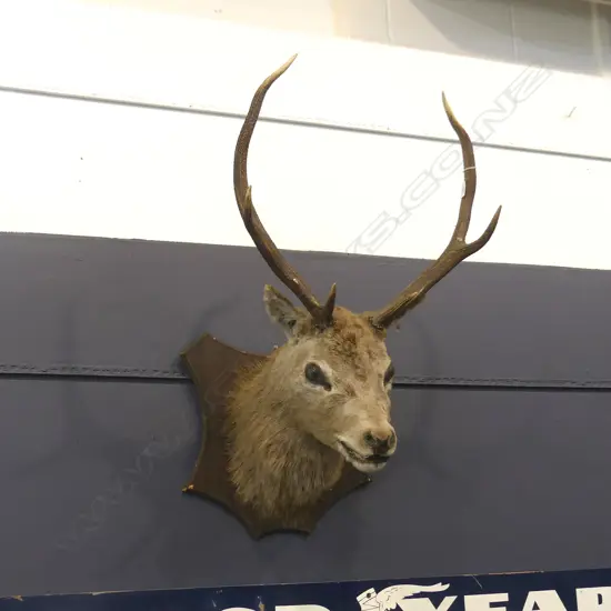 6 POINTER TAXIDERMY STAG HEAD 