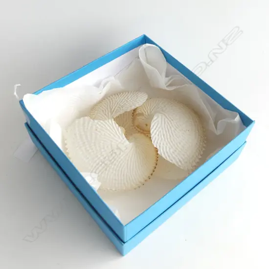 3 NAUTILUS SHELLS (LOSSES)