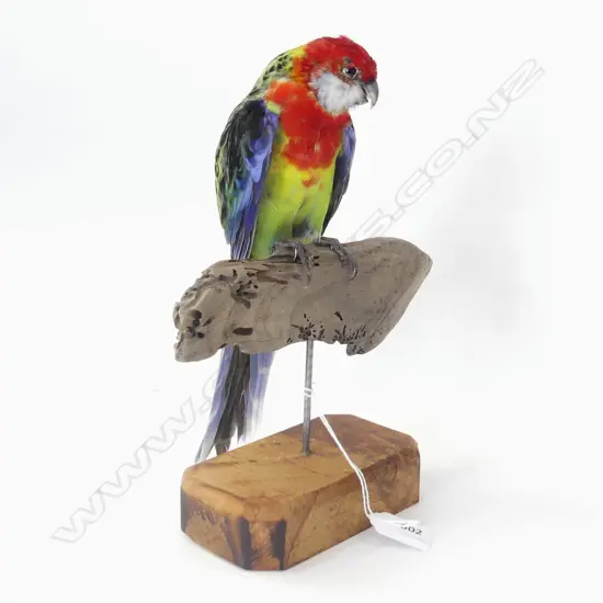 TAXIDERMY EASTERN ROSELLA ON STAND H. 280MM