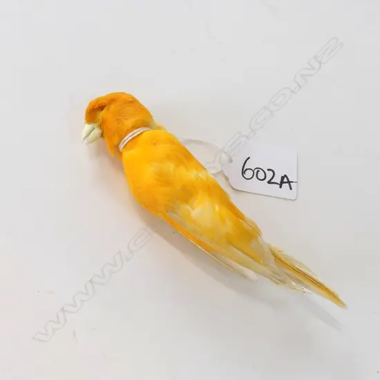 TAXIDERMY YELLOW CANARY L. 130MM