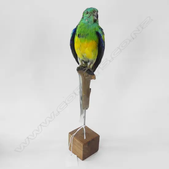 TAXIDERMY SPLENDID BIRD ON STAND H. 320MM