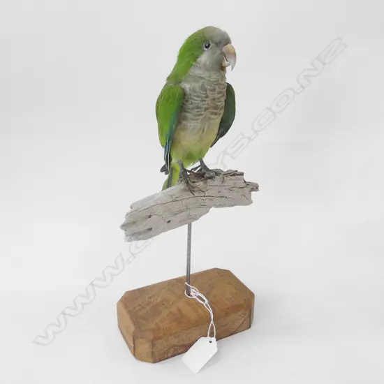 TAXIDERMY MONK PARROT ON STAND H. 310MM