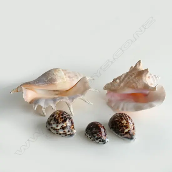 5 ASST SHELLS; 2 LG CONCH & 3 OTHER 