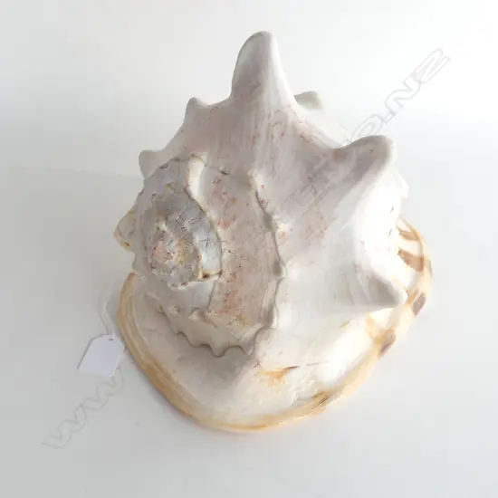 LARGE HELMET SHELL L 260 X 180 X H220MM