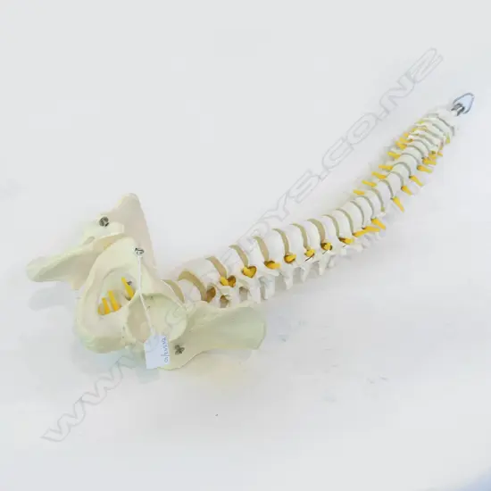 MEDICAL SPINE DISPLAY