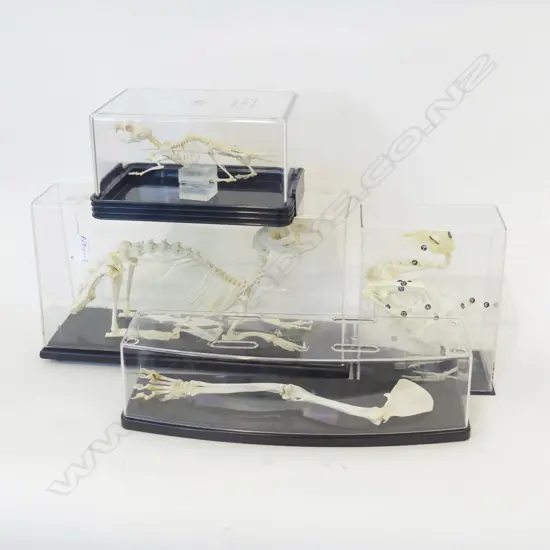 FOUR SKELETAL DISPLAY’S OF BIRDS & ANIMALS 