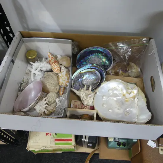LG BOX ASST SHELLS INCL PAUA, SEA SNAILS ETC.. + 3 KAURI GUM NUGGETS 