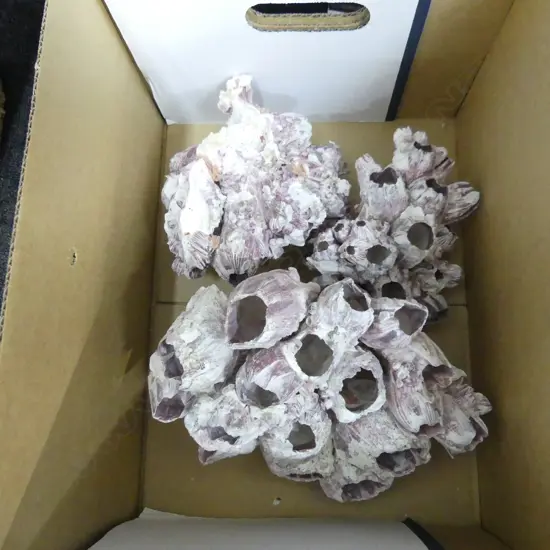 3 LARGE BARNICLE PIECES