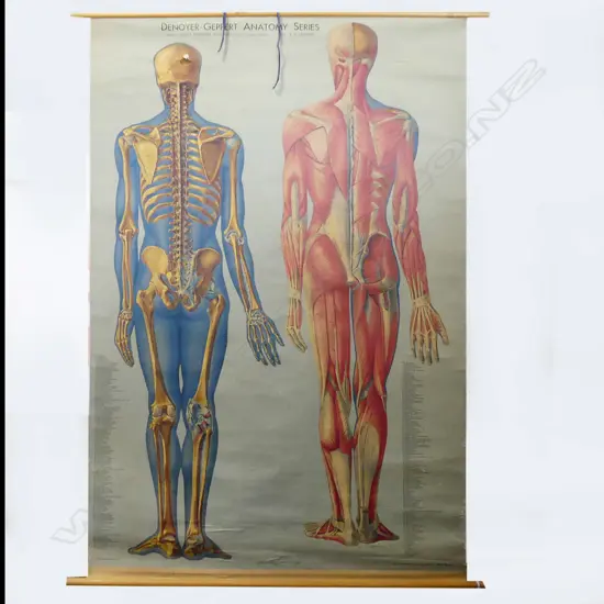 LG VINTAGE MEDICAL ANATOMY CHART; DENOYER-GEPPERT Co. CHICAGO