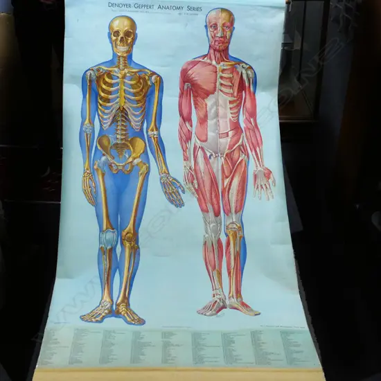 LG VINTAGE MEDICAL ANATOMY CHART (+BASE ROD)