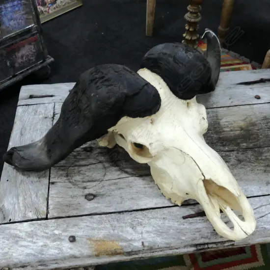LG AFRICAN CAPE BUFFALO SKULL 840x280x550mm