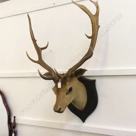 TAXIDERMIED DEER HEAD ex Highwic House