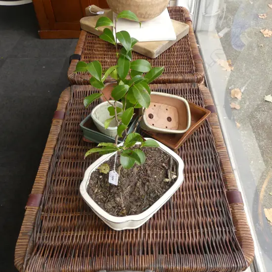 2 BONSAI H.540 / 400mm + 5 GLAZED CERAMIC PLANTERS