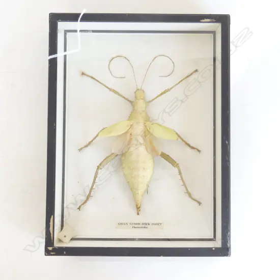 VINTAGE FRAMED NYMPH STICK INSECT 255x195mm