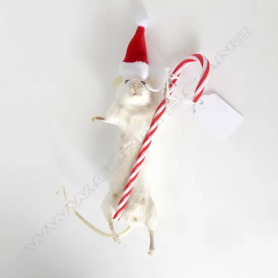 TAXIDERMY CHRISTMAS MOUSE w. CANDY CANE H.185mm