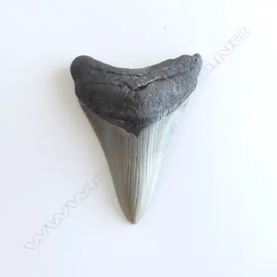 MEGALODON TOOTH 23-3.6 million years old H.85mm