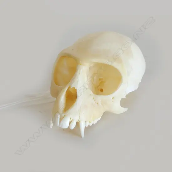 VERVET MONKEY SKULL L.95mm
