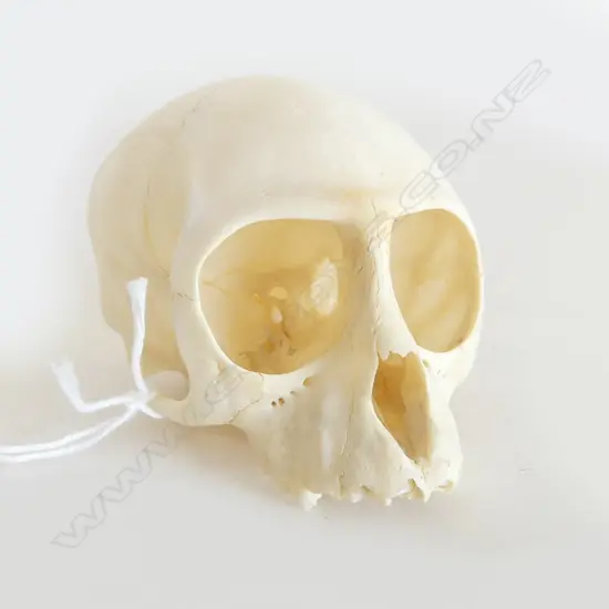 VERVET MONKEY SKULL L.85mm
