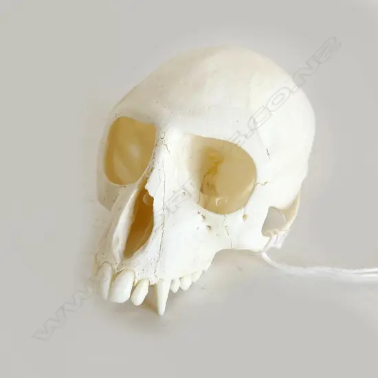 VERVET MONKEY SKULL L.100mm