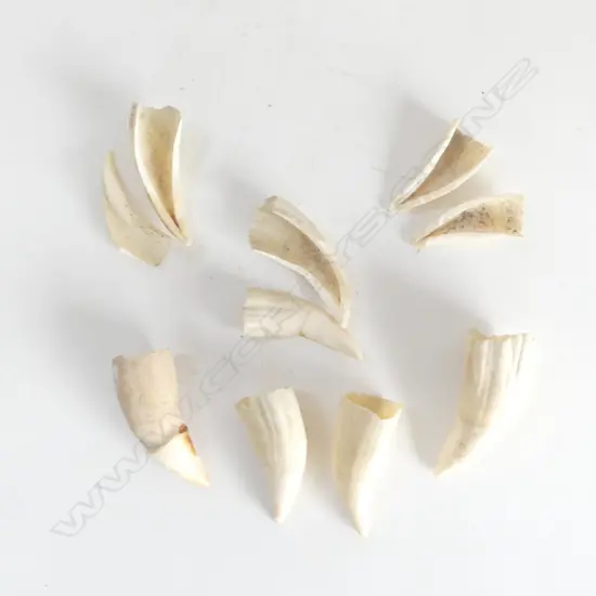 A COLLECTION OF 7 SMALL WHALES TEETH  3 DAMAGED LARGEST 60MM