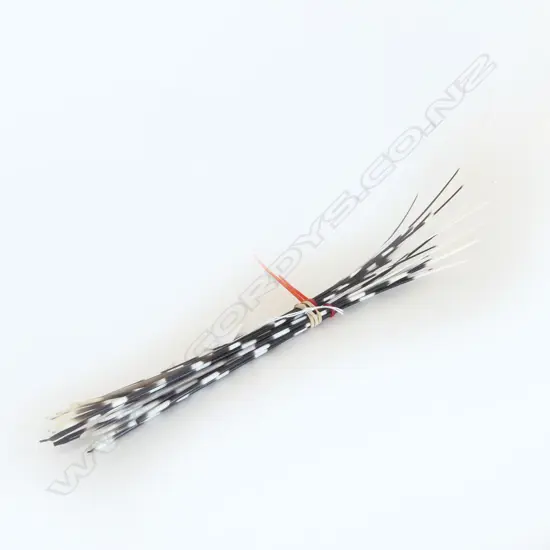PORCUPINE QUILLS, MOST L.350-420mm LONGEST 530mm