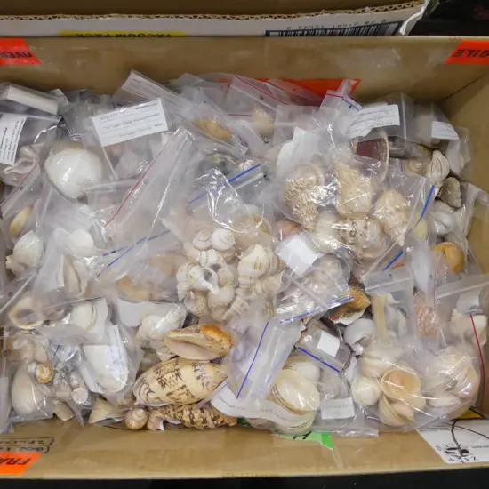 LG COLLECTION ASST. SEA SHELLS