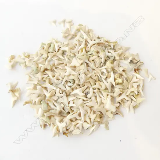 SHARK TEETH H.20mm (70 GRAMS)