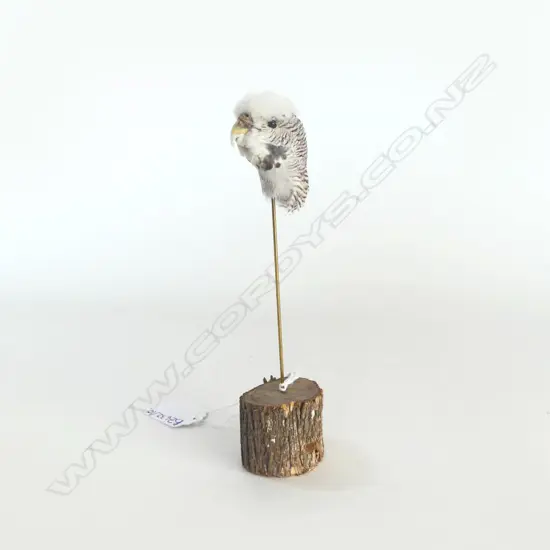 TAXIDERMY BUDGY HEAD ON STAND H.165mm