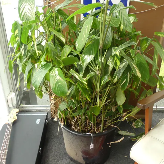 LG CTENANTHE PLANT H.1200mm