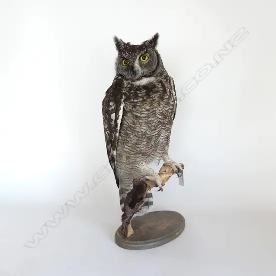 LG MOUNTED TAXIDERMY SPOTTED EAGLE OWL H.500mm