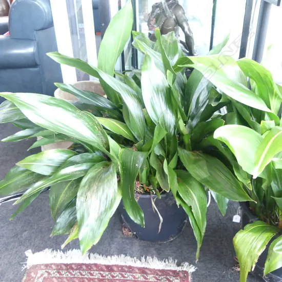 LG ASPIDISTRA PLANT H.900mm