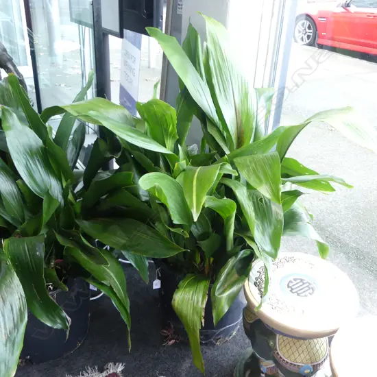 LG ASPIDISTRA PLANT H.1000mm