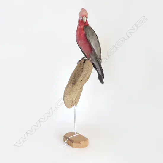 MOUNTED TAXIDERMY GALAH PARROT H.590mm
