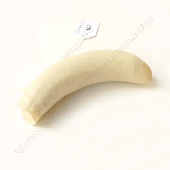 SPERM WHALE TOOTH, L.110mm