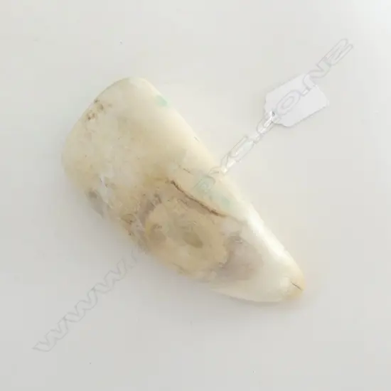 OLD WHALES TOOTH H.145mm