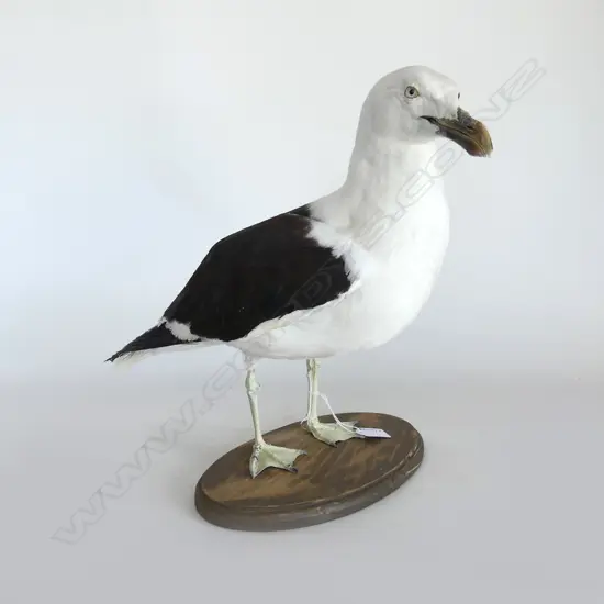 LG MOUNTED TAXIDERMY KELP GULL H.380mm