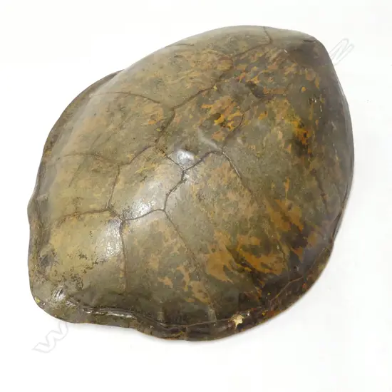 LG TORTOISHELL 850x700x250mm