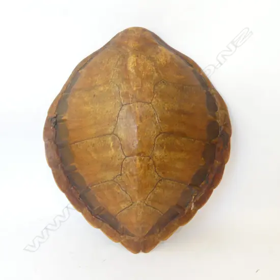 VINTAGE TURTLE SHELL L.520mm